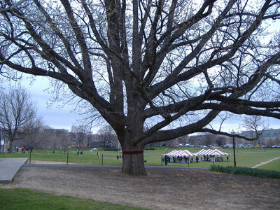 Bur oak